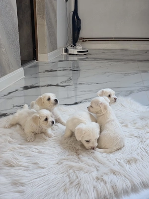 Bichon maltez puiuti - imagine 4