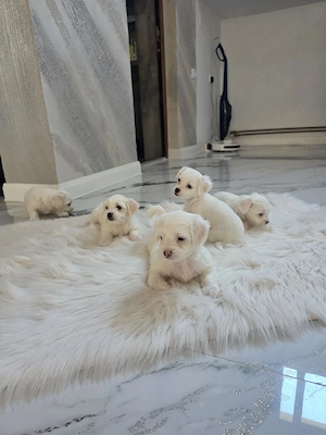 Bichon maltez puiuti