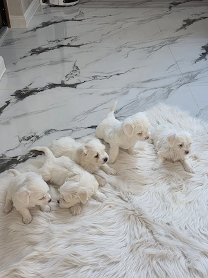 Bichon maltez puiuti - imagine 3