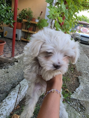 bichon maltez  mini 3 baieti si 2 fete 