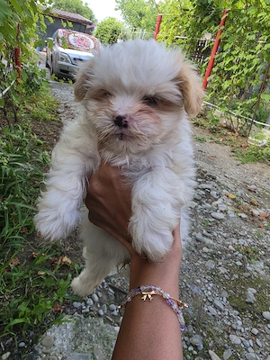 bichon maltez  mini 3 baieti si 2 fete  - imagine 3