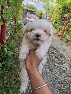 bichon maltez  mini 3 baieti si 2 fete  - imagine 5