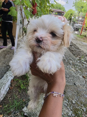 bichon maltez  mini 3 baieti si 2 fete  - imagine 2