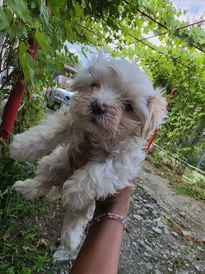 bichon maltez  mini 3 baieti si 2 fete  - imagine 4