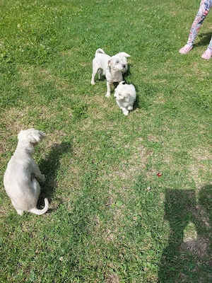 vand bichon  - imagine 3