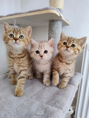 British shorthair tabby  - imagine 4