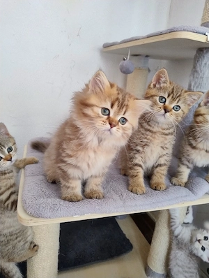 British shorthair tabby  - imagine 2