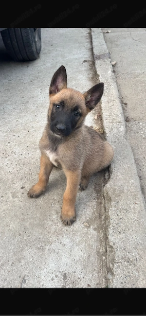 ciobanesc belgian malinois