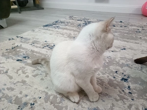British Shorthair Colorpoint   motănel superb, 4 luni, vaccinat complet - imagine 5