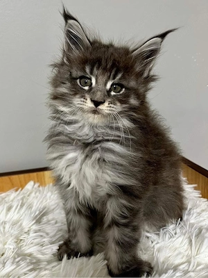 maine coon