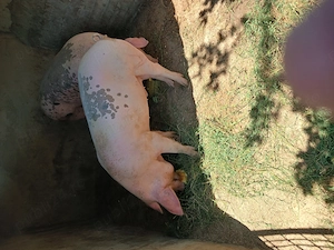 Vand porc de rasa - imagine 2