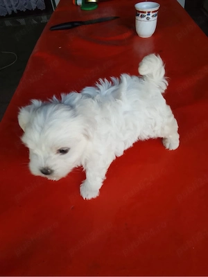 catelusa bichon maltez 