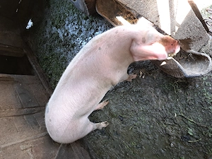 vând porc 100 kg - imagine 2