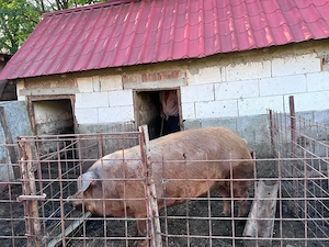 vand duroc vier  de samanta 