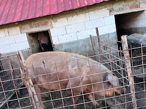 vand duroc vier  de samanta 