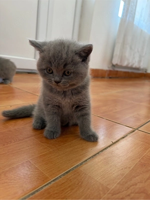Pui British Shorthair
