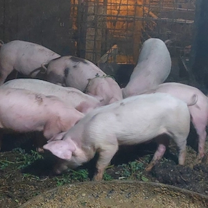 purcei de vanzare