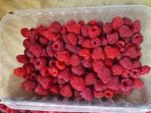 Zmeură de gradina 