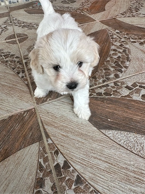 bichon maltez