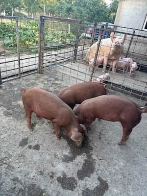 Scrofite Duroc rasa pura !!!  - imagine 2