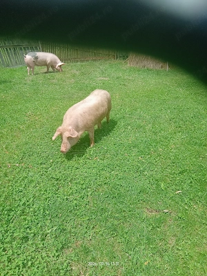 porci de vinzare
