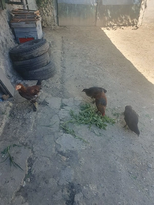 pui si rățuște de țară 