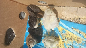 Pui mixti de casa