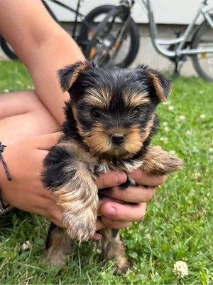 Puiuti Yorkshire Terrier - imagine 2