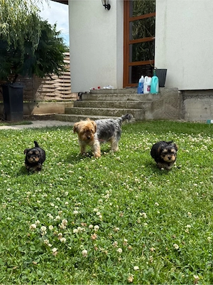 Puiuti Yorkshire Terrier - imagine 5