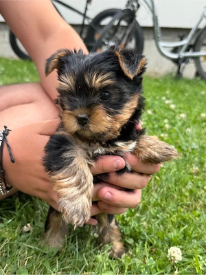 Puiuti Yorkshire Terrier - imagine 3