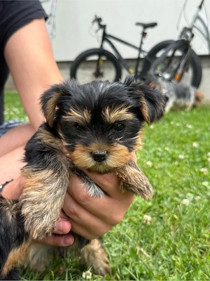 Puiuti Yorkshire Terrier