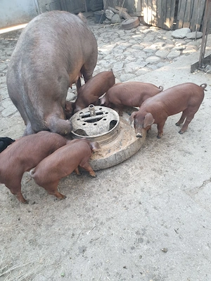 Purcei duroc rasa pura