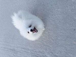 Pui pomeranian de vanzare