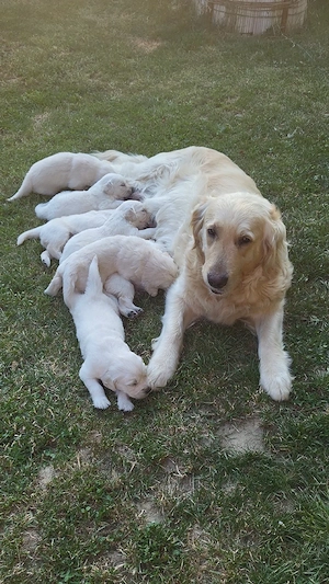 golden retriever 