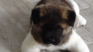 Mascul akita american  - imagine 2