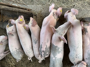Vând purcei Landrace și Pietrain  - imagine 5