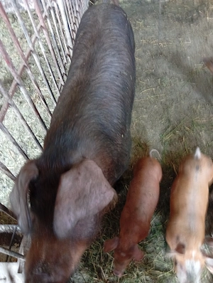 Vând purcei duroc