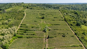 Crama premium de VÂNZARE -60 HA- CONAC ISTORIC- Podgoria Dragasani - imagine 3