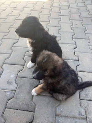 Donez catei,4 baieti si 4 fete in Craiova,zona Isalnita