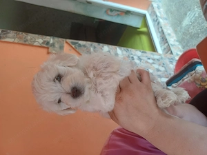 Bichon maltez 7 saptamani - imagine 2