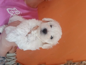 Bichon maltez 7 saptamani - imagine 4