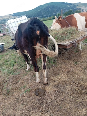 de vânzare un taur și o vaca cu lapte  - imagine 2