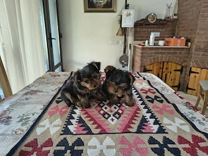 Puiuți yorkshire terrier mini yoy