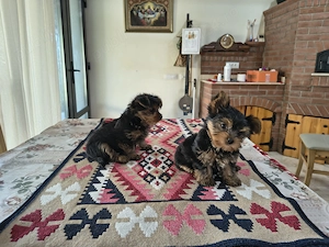 Puiuți yorkshire terrier mini yoy - imagine 3