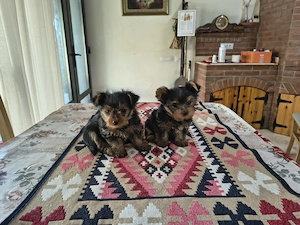 Puiuți yorkshire terrier mini yoy - imagine 5