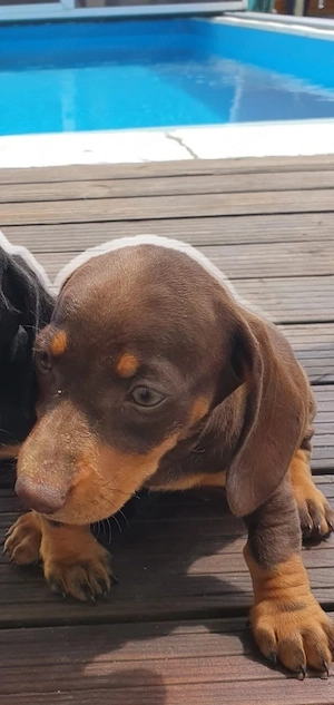 Teckel Dachshund