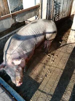 Porci GRASUNI vînzare