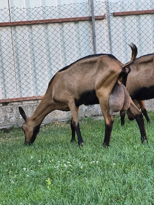 Capra  alpina franceza 