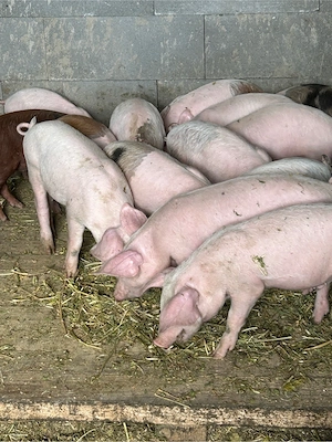 16 purcei 