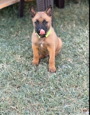 mascul belgian malinois
